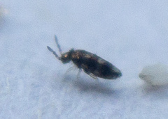 Entomobryidae