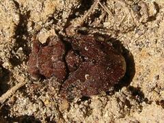 Gelastocoris oculatus