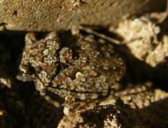 Gelastocoris oculatus