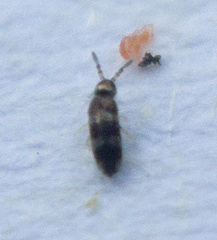 Entomobryidae
