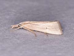 Eoreuma densellus