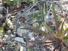 Vernonia blodgettii