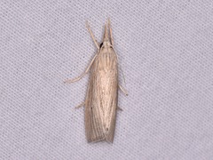 Eoreuma densellus