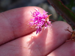 Vernonia blodgettii