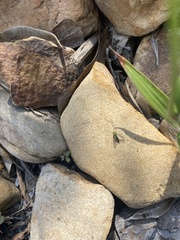 Condylostylus longicornis