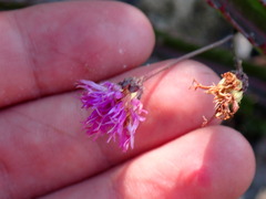 Vernonia blodgettii