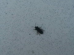 Lygaeoidea