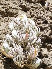Tillandsia mitlaensis