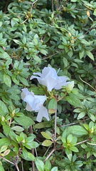 Rhododendron indicum