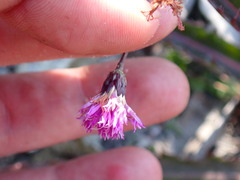 Vernonia blodgettii