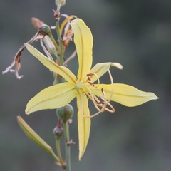 Asphodeline liburnica