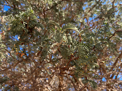 Vachellia