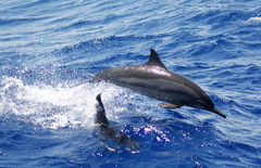 Stenella longirostris