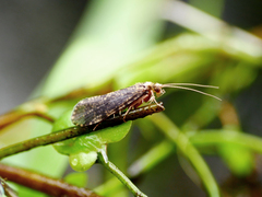 Polycentropus flavomaculatus