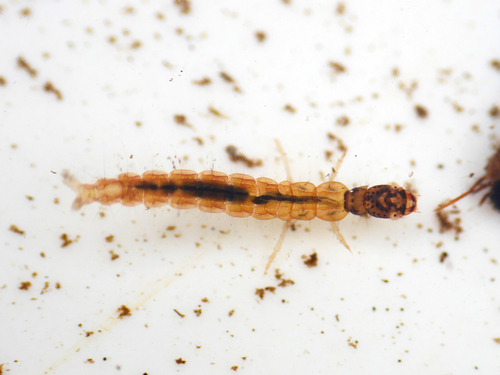 Polycentropus flavomaculatus