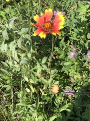 Gaillardia pulchella