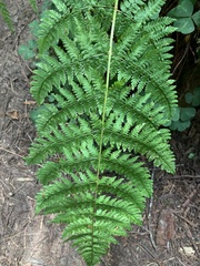 Dryopteris