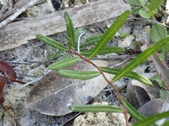 Vernonia blodgettii