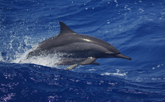 Stenella longirostris