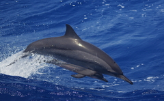 Stenella longirostris