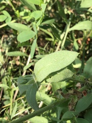 Gaillardia pulchella