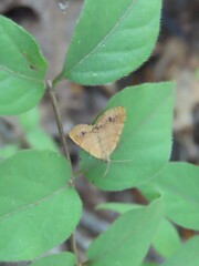 Mellilla xanthometata