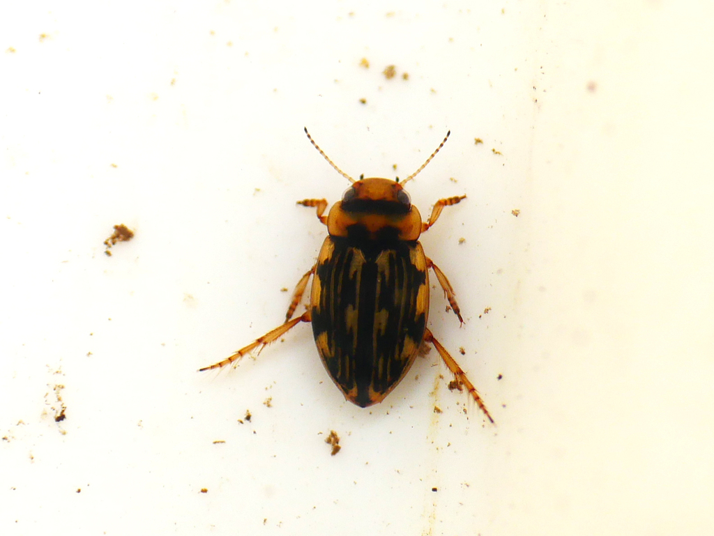 Nebrioporus depressus