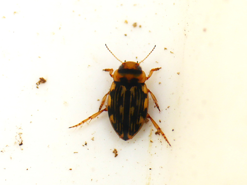 Nebrioporus depressus