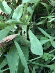 Gaillardia pulchella