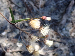 Vernonia blodgettii
