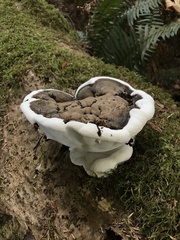 Ganoderma brownii