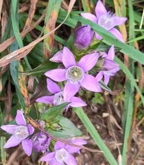 Gentianella