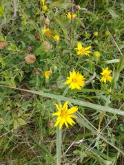 Heterotheca camporum