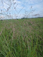 Panicum virgatum
