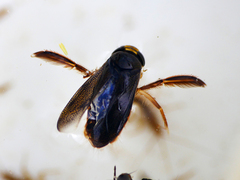 Corixa