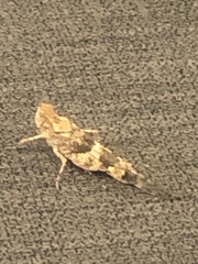 Trimerotropis pallidipennis