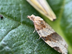 Epiphyas postvittana