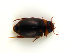 Platambus maculatus