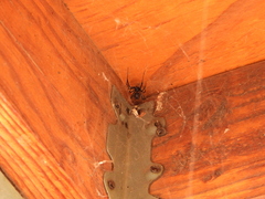 Latrodectus hesperus