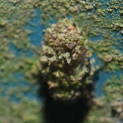 Psocidae