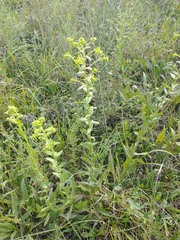 Solidago rigida glabrata
