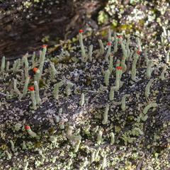 Cladonia macilenta