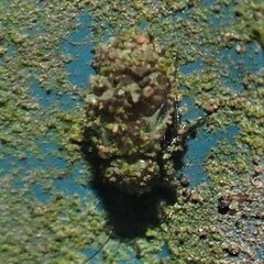 Psocidae