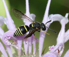 Euodynerus foraminatus