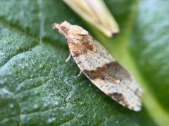 Epiphyas postvittana