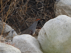 Callipepla gambelii