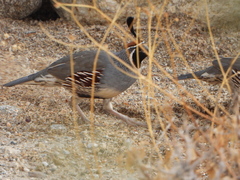 Callipepla gambelii