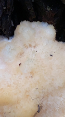 Hericium erinaceus