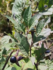 Atropa belladonna
