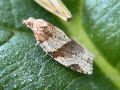 Epiphyas postvittana